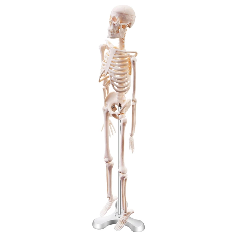 45 см Анатомическая модел на скелета на човека Плакат наръчник Анатомическая модел на скелета на човека