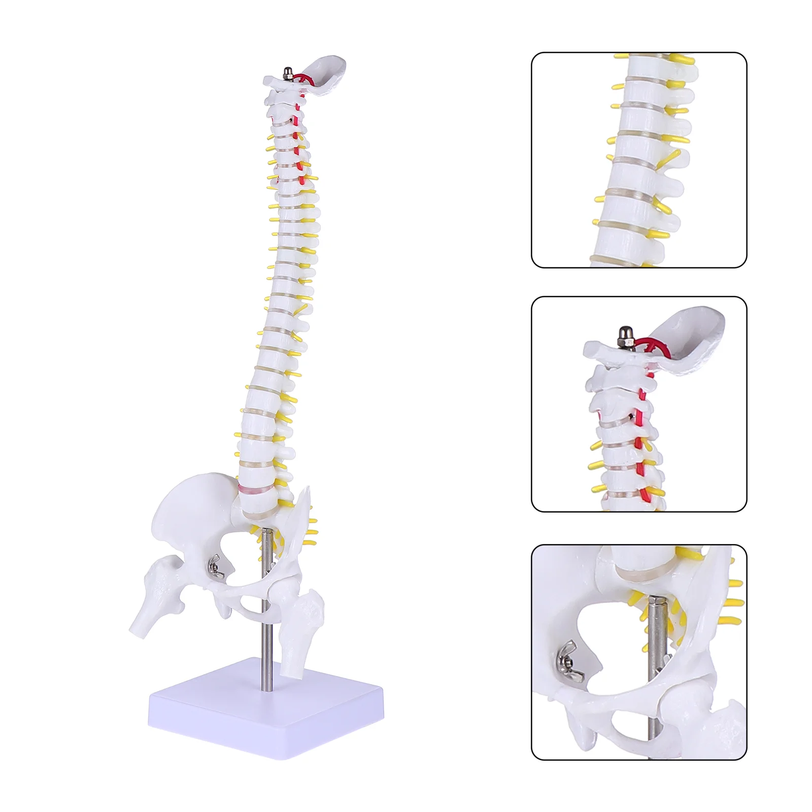 Модел Анатомия на гръбначния стълб Анатомични модели на гръбначния стълб на човека Тренировка на лумбалните прешлени Демонстрация Акупресура на тялото
